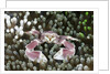 Porcelain Crab in a Sea Anemone (Neopetrolisthes maculatus), Alam Batu, Bali, Indonesia by Anonymous