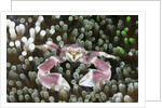 Porcelain Crab in a Sea Anemone (Neopetrolisthes maculatus), Alam Batu, Bali, Indonesia by Anonymous