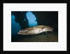 Great Barracuda at Liberty Wreck, Tulamben, Bali, Indonesia by Anonymous