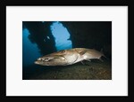 Great Barracuda at Liberty Wreck, Tulamben, Bali, Indonesia by Anonymous