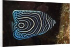 Juvenile Emperor Angelfish (Pomacanthus imperator), Alam Batu, Bali, Indonesia by Anonymous