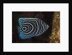 Juvenile Emperor Angelfish (Pomacanthus imperator), Alam Batu, Bali, Indonesia by Anonymous