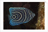 Juvenile Emperor Angelfish (Pomacanthus imperator), Alam Batu, Bali, Indonesia by Anonymous
