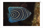 Juvenile Emperor Angelfish (Pomacanthus imperator), Alam Batu, Bali, Indonesia by Anonymous