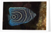 Juvenile Emperor Angelfish (Pomacanthus imperator), Alam Batu, Bali, Indonesia by Anonymous