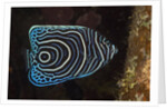 Juvenile Emperor Angelfish (Pomacanthus imperator), Alam Batu, Bali, Indonesia by Anonymous