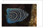 Juvenile Emperor Angelfish (Pomacanthus imperator), Alam Batu, Bali, Indonesia by Anonymous