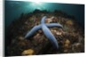 Blue Starfish on a Coral Reef (Linckia laevigata), Alam Batu, Bali, Indonesia by Anonymous