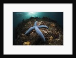 Blue Starfish on a Coral Reef (Linckia laevigata), Alam Batu, Bali, Indonesia by Anonymous