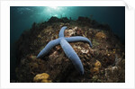 Blue Starfish on a Coral Reef (Linckia laevigata), Alam Batu, Bali, Indonesia by Anonymous