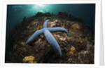 Blue Starfish on a Coral Reef (Linckia laevigata), Alam Batu, Bali, Indonesia by Anonymous