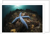 Blue Starfish on a Coral Reef (Linckia laevigata), Alam Batu, Bali, Indonesia by Anonymous