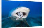 Bull Shark feeding (Carcharhinus leucas), Beqa Lagoon, Viti Levu, Fiji by Anonymous
