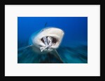 Bull Shark feeding (Carcharhinus leucas), Beqa Lagoon, Viti Levu, Fiji by Anonymous