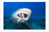 Bull Shark feeding (Carcharhinus leucas), Beqa Lagoon, Viti Levu, Fiji by Anonymous