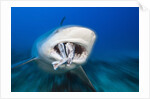 Bull Shark feeding (Carcharhinus leucas), Beqa Lagoon, Viti Levu, Fiji by Anonymous