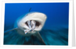 Bull Shark feeding (Carcharhinus leucas), Beqa Lagoon, Viti Levu, Fiji by Anonymous