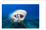 Bull Shark feeding (Carcharhinus leucas), Beqa Lagoon, Viti Levu, Fiji by Anonymous