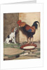 Dog and rooster conversing by Anonymous