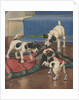 Dogs playing with rug by Anonymous