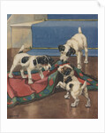 Dogs playing with rug by Anonymous