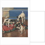 Dogs playing with rug by Anonymous
