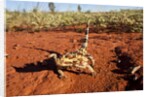 Thorny Devil, Uluru - Kata Tjuta National Park, Australia by Anonymous