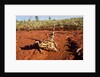 Thorny Devil, Uluru - Kata Tjuta National Park, Australia by Anonymous