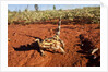 Thorny Devil, Uluru - Kata Tjuta National Park, Australia by Anonymous