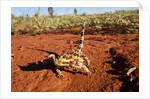 Thorny Devil, Uluru - Kata Tjuta National Park, Australia by Anonymous