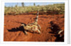 Thorny Devil, Uluru - Kata Tjuta National Park, Australia by Anonymous