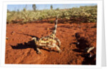 Thorny Devil, Uluru - Kata Tjuta National Park, Australia by Anonymous