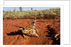 Thorny Devil, Uluru - Kata Tjuta National Park, Australia by Anonymous