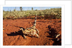 Thorny Devil, Uluru - Kata Tjuta National Park, Australia by Anonymous