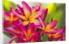 Colorful plumeria (Frangipani) blossoms. Maui, Hawaii by Anonymous