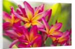 Colorful plumeria (Frangipani) blossoms. Maui, Hawaii by Anonymous