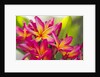 Colorful plumeria (Frangipani) blossoms. Maui, Hawaii by Anonymous