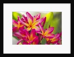 Colorful plumeria (Frangipani) blossoms. Maui, Hawaii by Anonymous