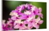 Epidendrum orchids, Hawaii by Anonymous