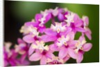 Epidendrum orchids, Hawaii by Anonymous