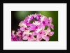 Epidendrum orchids, Hawaii by Anonymous