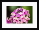 Epidendrum orchids, Hawaii by Anonymous