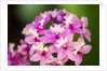 Epidendrum orchids, Hawaii by Anonymous