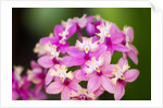 Epidendrum orchids, Hawaii by Anonymous