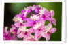 Epidendrum orchids, Hawaii by Anonymous