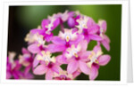 Epidendrum orchids, Hawaii by Anonymous