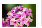 Epidendrum orchids, Hawaii by Anonymous