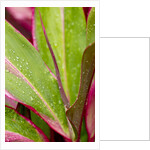 Close-up of Ti leaves, Hawaii by Anonymous