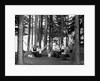 The family has picnic among the pines, ca. 1900. by Anonymous