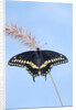 Eastern Black Swallowtail butterfly (Papilio polyxenes asterius) male rests on purple fountain grass (Pennisetum s. rubrum) in summer backyard garden. Nova Scotia, Canada. by Anonymous